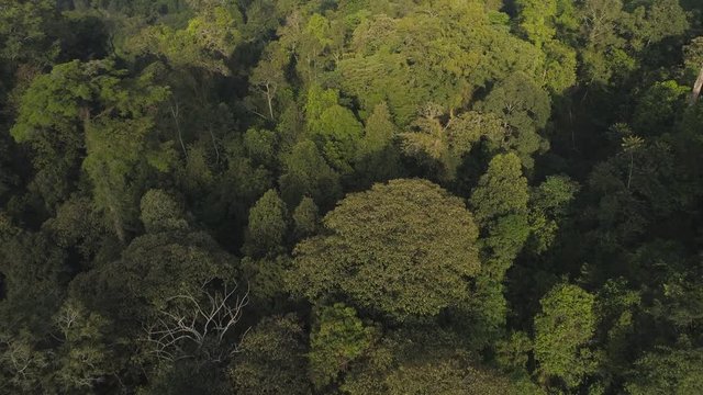 aerial view tropical forest with lush vegetation and mountains, java island. tropical landscape, rainforest in mountainous area Indonesia. green, lush vegetation. aerial footage
