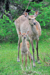 エゾシカの親子（北海道・知床）