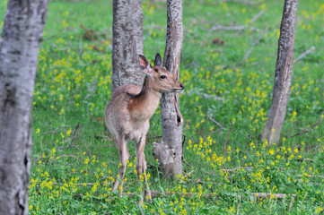 菜の花とエゾシカ（北海道・知床）