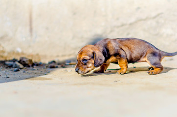 dog on beach