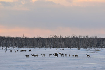 Naklejka premium 夕焼けの雪原に群れるエゾシカ（北海道・野付半島）