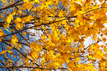 leaves in the autumn