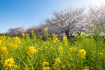 埼玉県権現堂の桜と菜の花