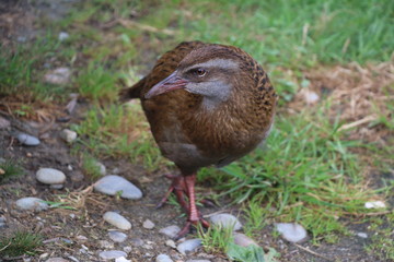 Kiwi