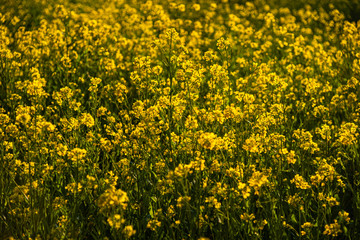 Obraz premium 菜の花