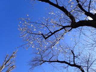 青空の中の桜の花