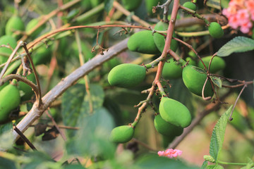 Green mangoes growing on tree.