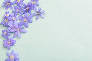 spring violet flowers on green background