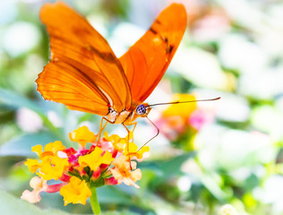 Orange Julius Butterfly Sipping Nectar