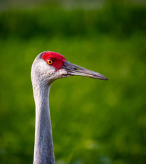 Sanhill Crane portrait