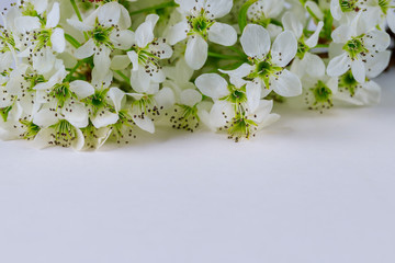 White blooming flowers on white background.