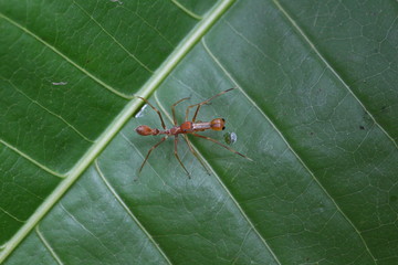 Ameisenspringspinne braun lauert auf Beute