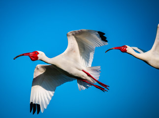 American Ibis in Flight