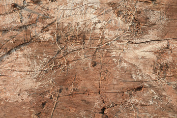 close up roots on wooden background.