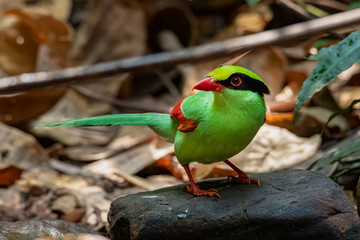 Common Green Magpie perching on a rock looking into a distance