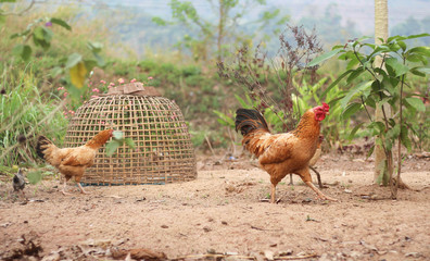 Chickens on an organic farm. Traditional Thai chicken raising