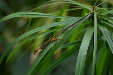 grass with water drops