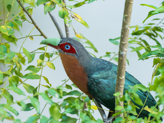 The Chestnut-breasted Malkoha has a rich chestnut-brown chest and is dark glossy greenish above with a bright red face and staring pale eyes. Scientific name is Phaenicophaeus curvirostris.