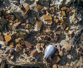 A small animal skull filled with sand on the ground among rock and dry sage