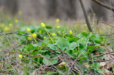 Yellow flowers in the spring with a flower background