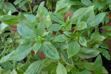 Holy basil, or tulsi, is a kind of herb that can be cook in Thai food