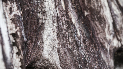 Selective focus, old rustic wood texture with natural pattern, surface nature for background
