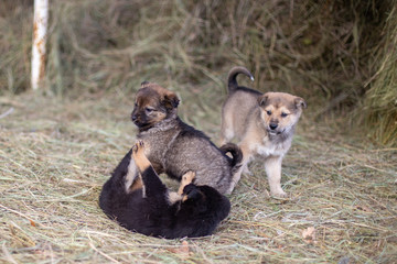 puppies playing in the hay