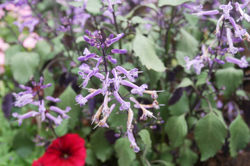 Geranium Plant Planted In A Plant Nursery In Cameron Highland 