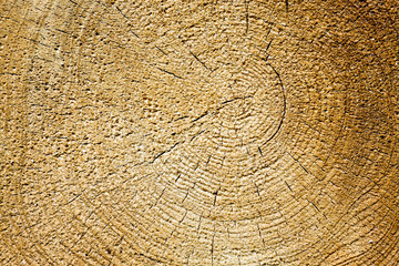 structure natural pine