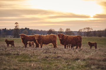 Fototapeta premium Highland cattle family being run on for beef