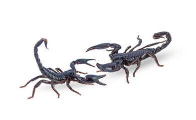 black scorpions isolated on a white background
