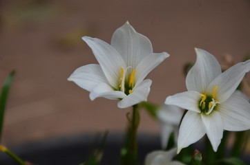 Zephyranthes minuta,Fairy Lily, Rain Lily, Zephyr Flower,flower shaped, dissolves at the back
