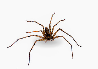 brown spider isolated on a white