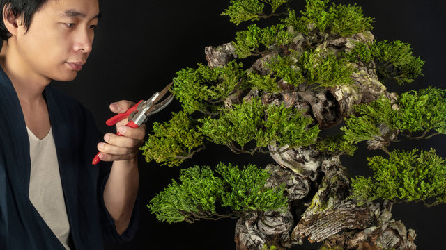 The Man Decorating Japanese Bonsai Trees With Scissors To Trim The Bonsai Tree Placed On A Japanese Table On The Black Floor.