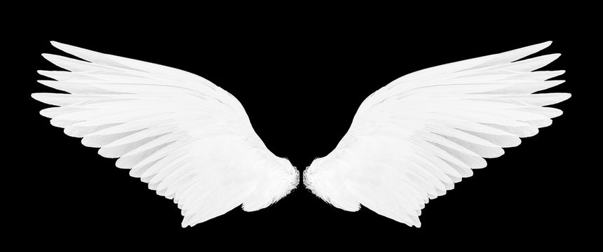 bird wings isolated on a black background