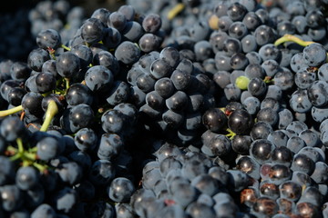 Harvested berries, loaded in one place for the subsequent preparation of wine and beverages