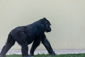 動物園の可愛いゴリラたち