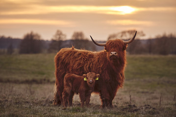 Highland Cow And Calf - obrazy, fototapety, plakaty