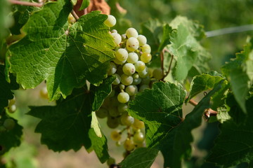 ripe grapes in an open field are illuminated by the rays of the setting sun