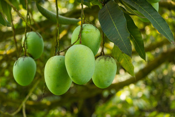 Lots of green mangoes hanging on tree