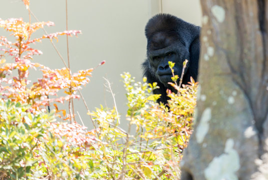 ゴリラ Images Browse 2 641 Stock Photos Vectors And Video Adobe Stock