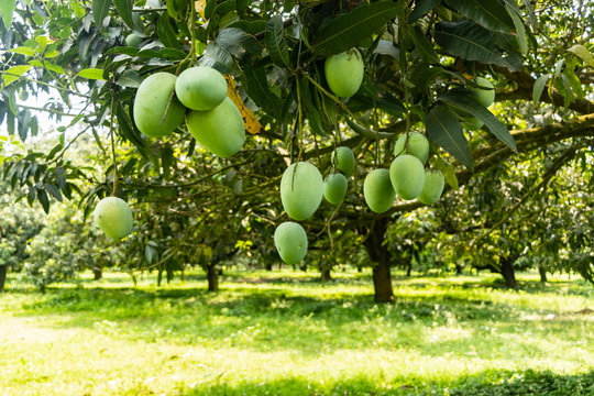 Magoes hanging on Tree in a mango garden