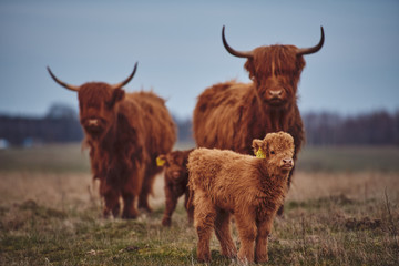 Highland Cow And Calf