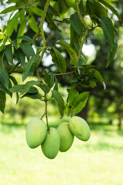 Lots of green mangoes hanging on tree in mango garden