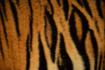 Bengal tiger pattern, in the middle of the body