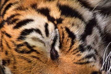 Naklejka premium Black stripes on the face of the Bengal tiger