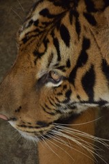 Black stripes on the face of the Bengal tiger