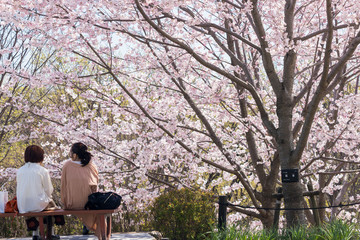 春の満開の桜の公園で花見している女性