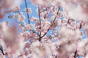 春の満開の桜の花