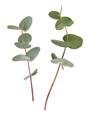 Two Eucalyptus branches isolated on white background